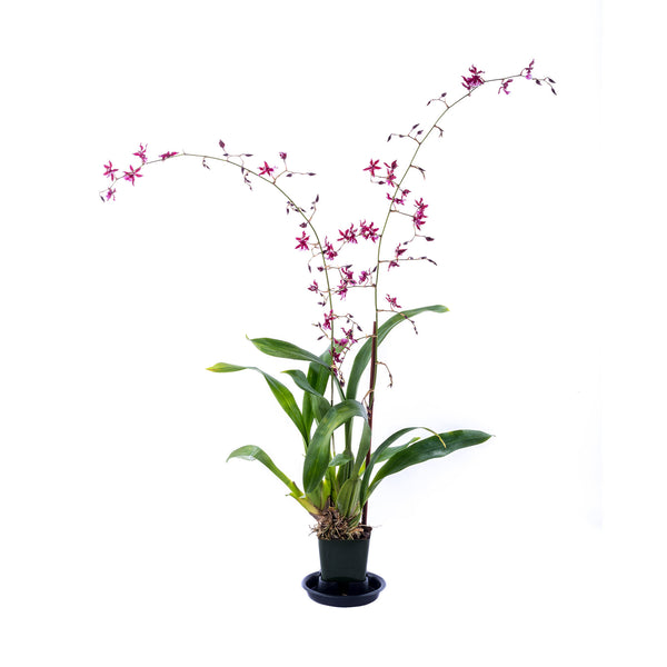 Oncidium - Sharry Baby – Hana Flower Company